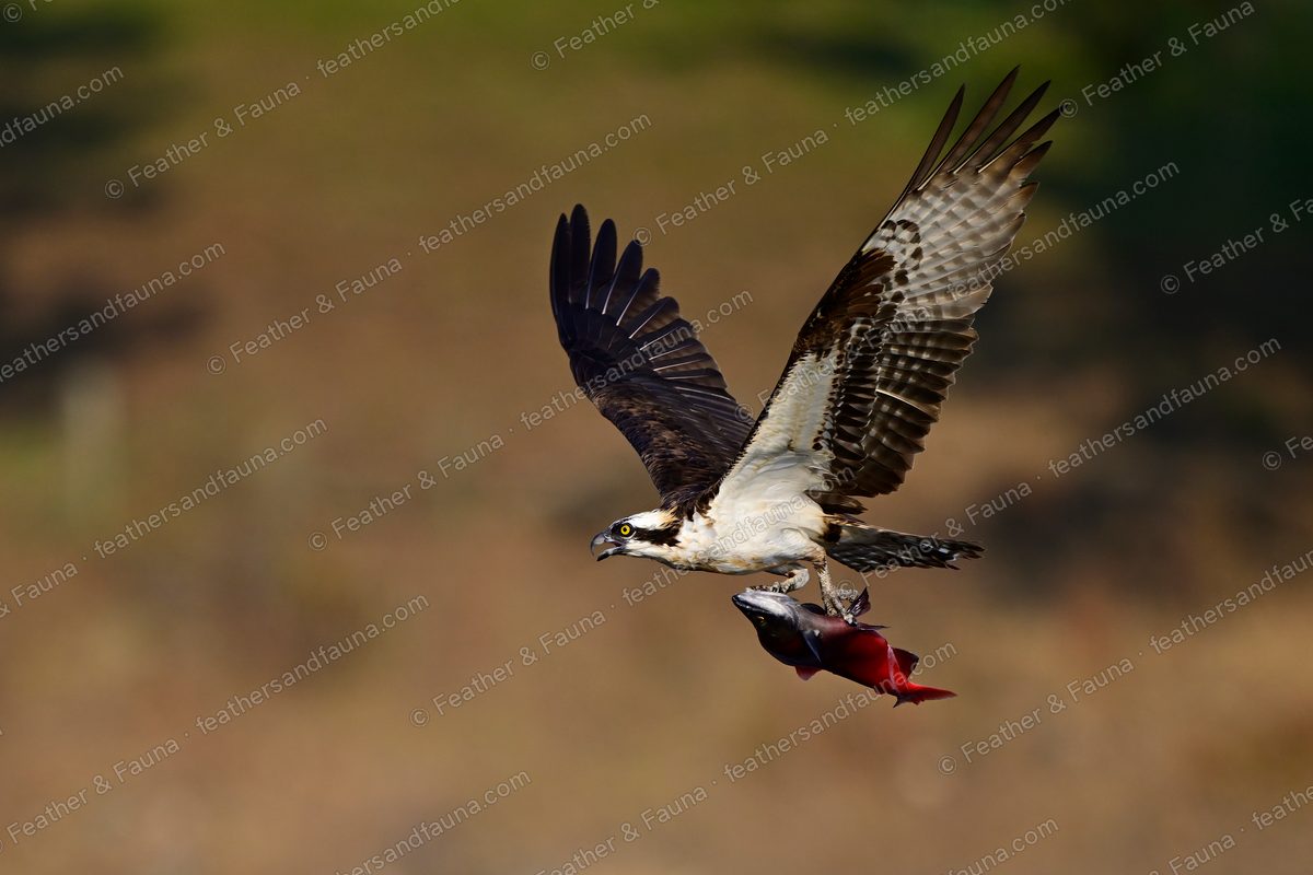 Osprey in flight carrying a red salmon in its talons against a tawny background.