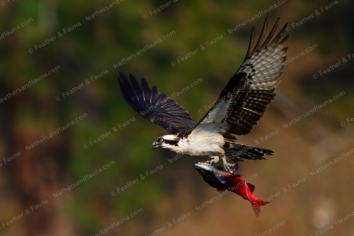 Osprey in flight with wings raised, carrying a red-and-silver salmon in its talons.