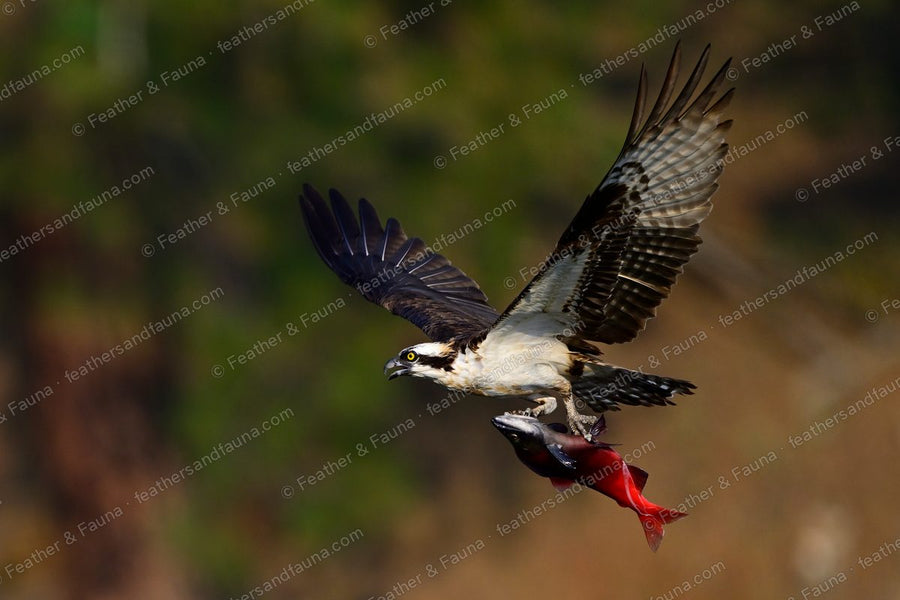 Osprey in flight with wings raised, carrying a red-and-silver salmon in its talons.