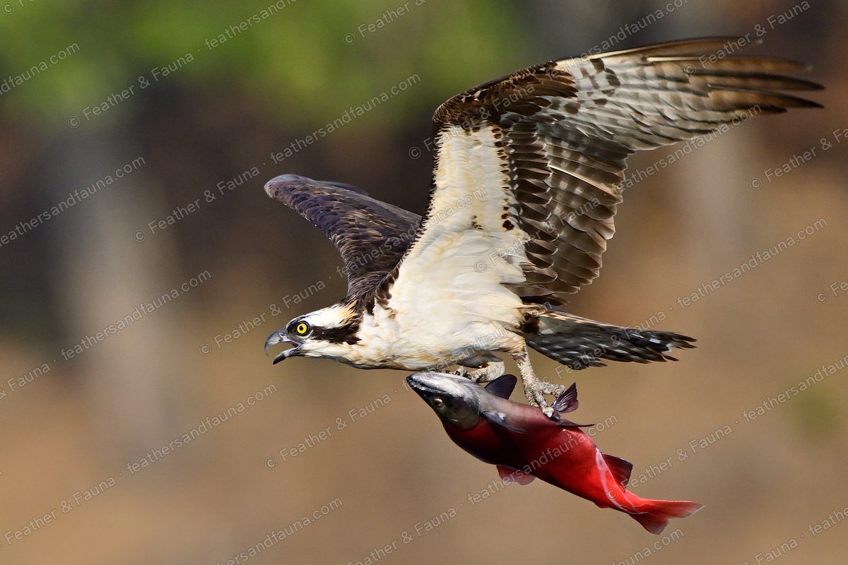 Osprey in flight calling, wings raised, carrying a red salmon in its talons.