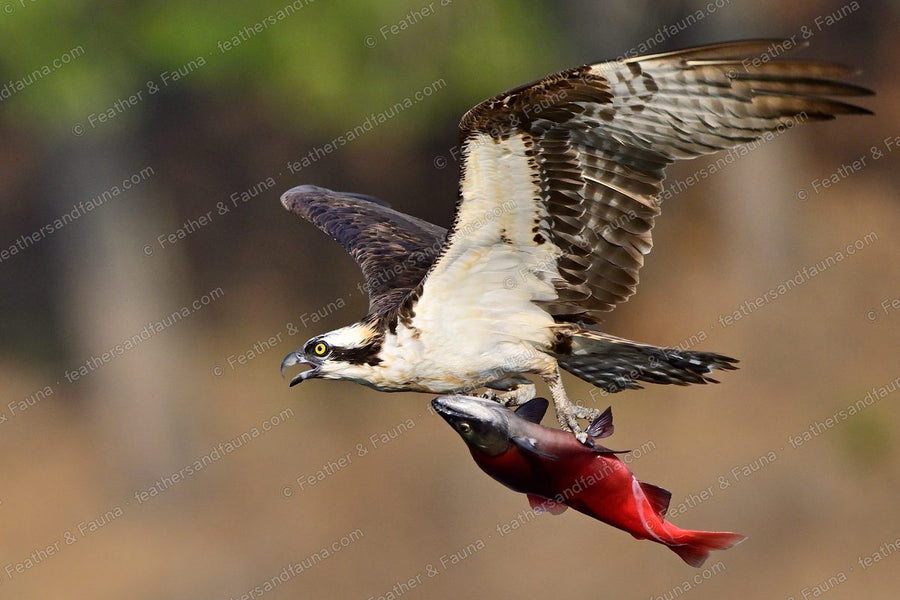 Osprey in flight calling, wings raised, carrying a red salmon in its talons.