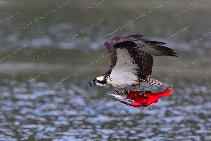 Osprey flying low over water carrying a red salmon in its talons, wings raised.