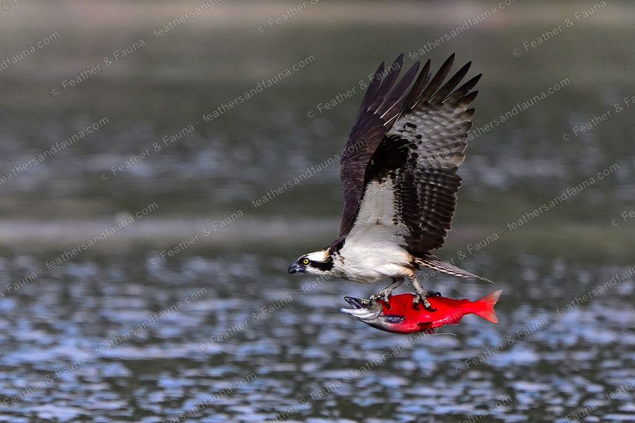 Osprey flying low over water with a red salmon in its talons, bill open.