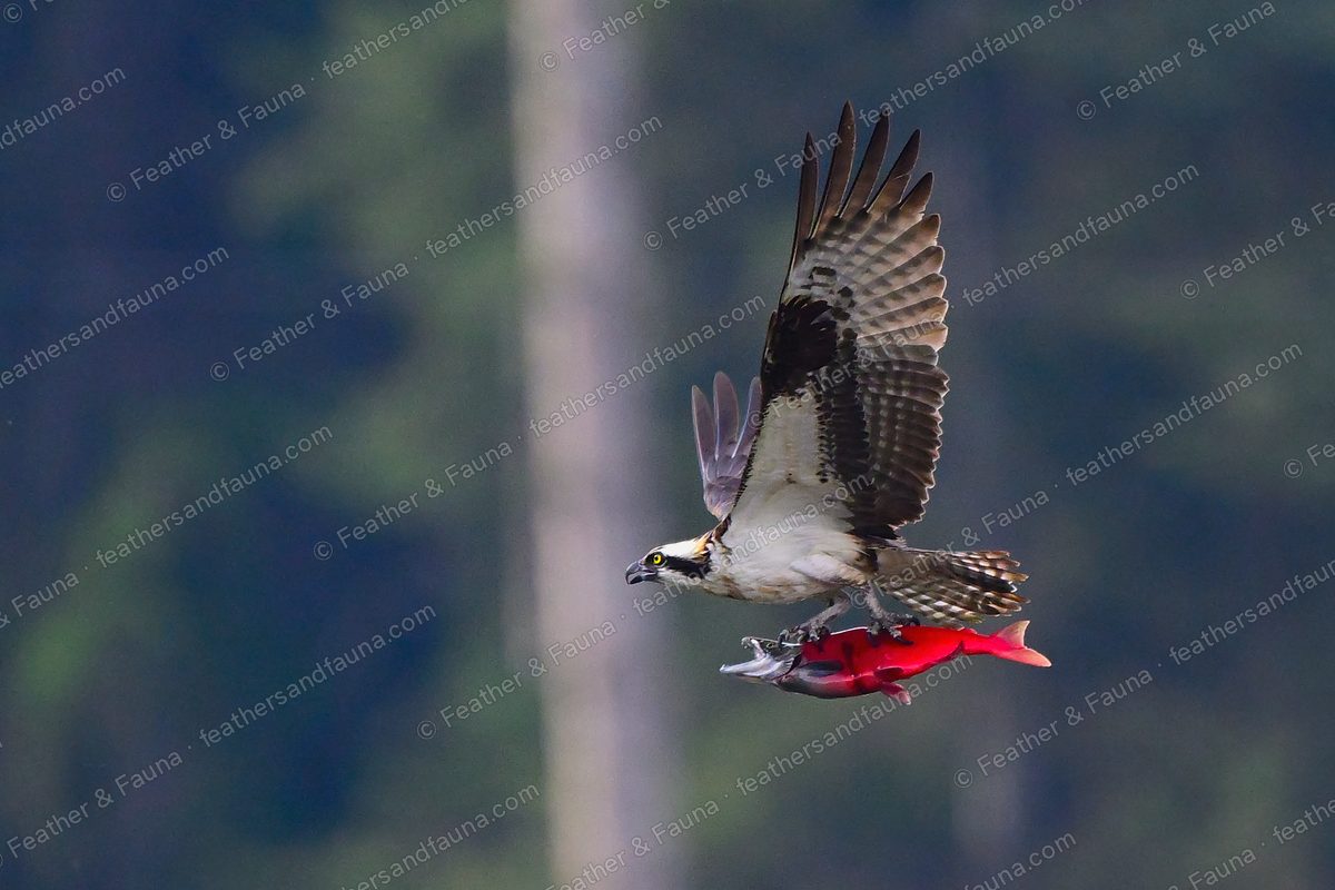 Osprey in flight with wings raised, carrying a red salmon in its talons against green forest.