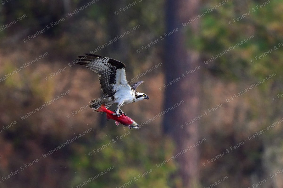 Osprey in flight with wings raised, carrying a red salmon in its talons.
