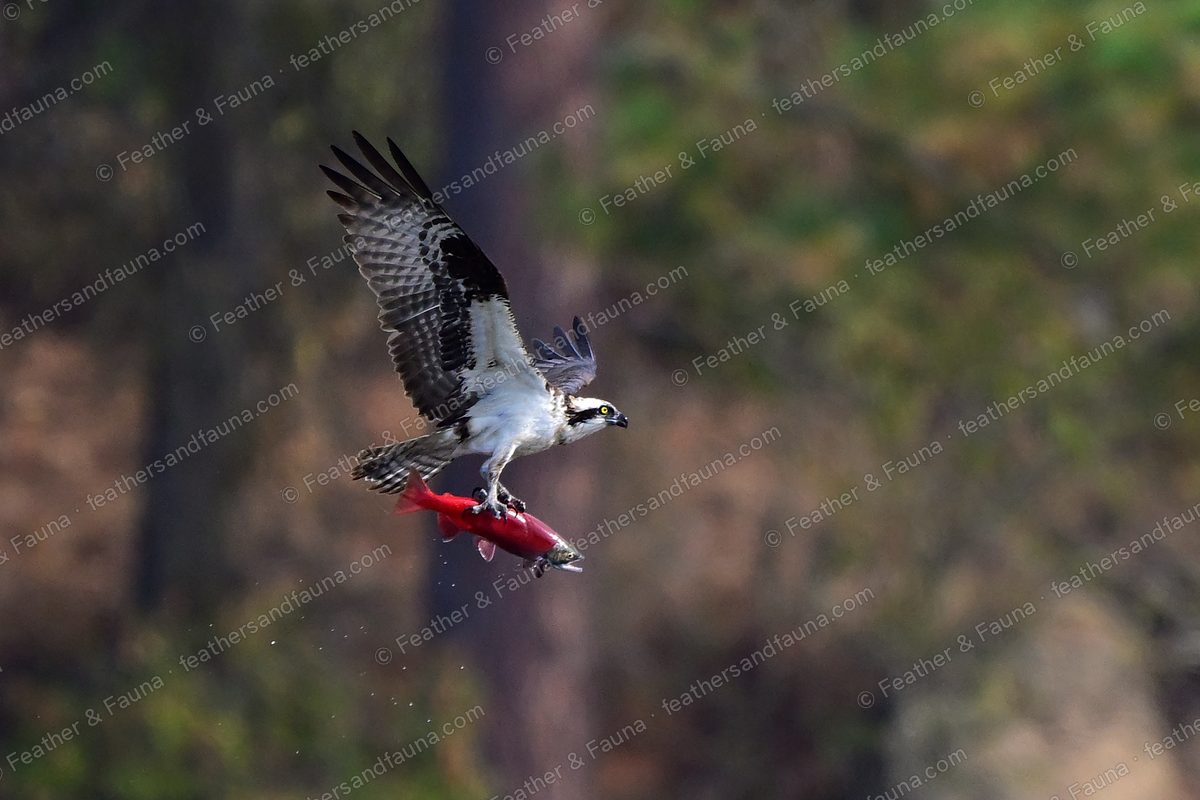Osprey in flight with a red salmon in its talons, water dripping, wings raised.