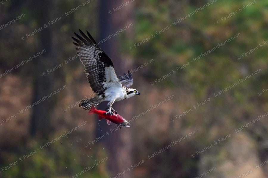 Osprey in flight with a red salmon in its talons, water dripping, wings raised.