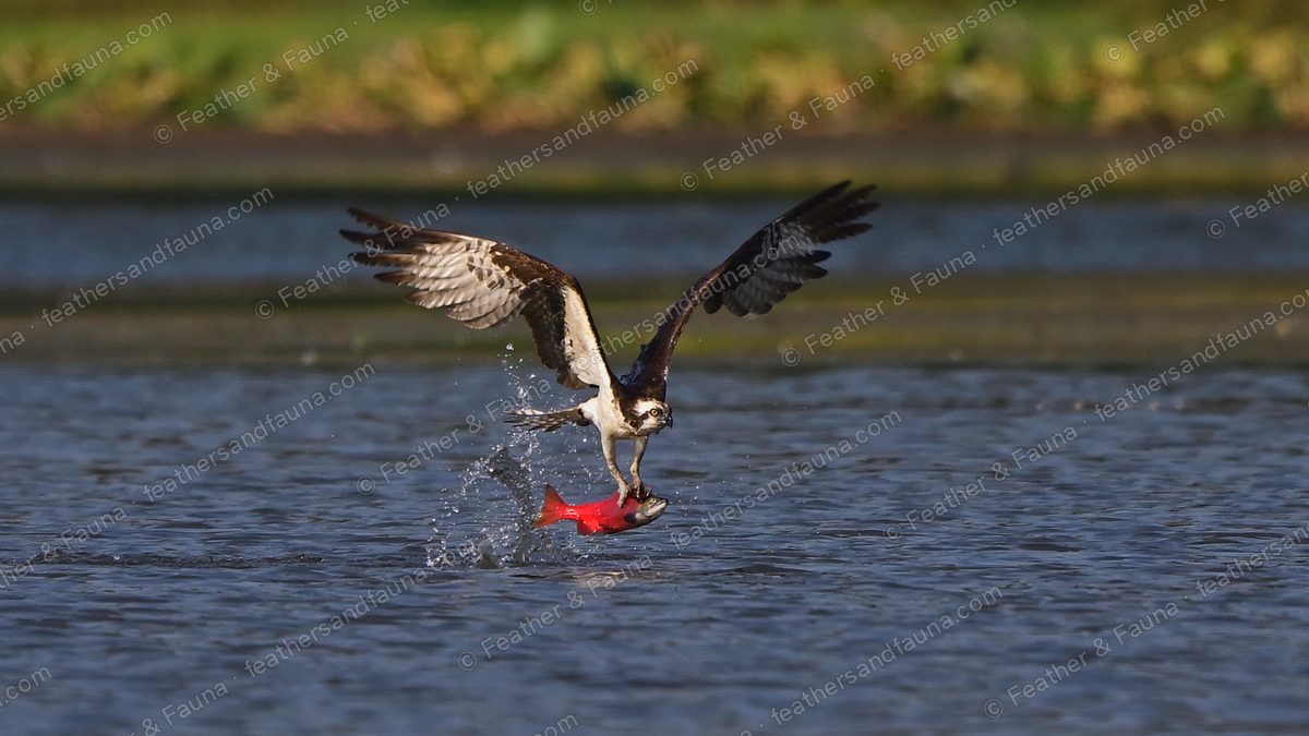 Osprey lifting a red salmon off the water with wings raised, spray flying.