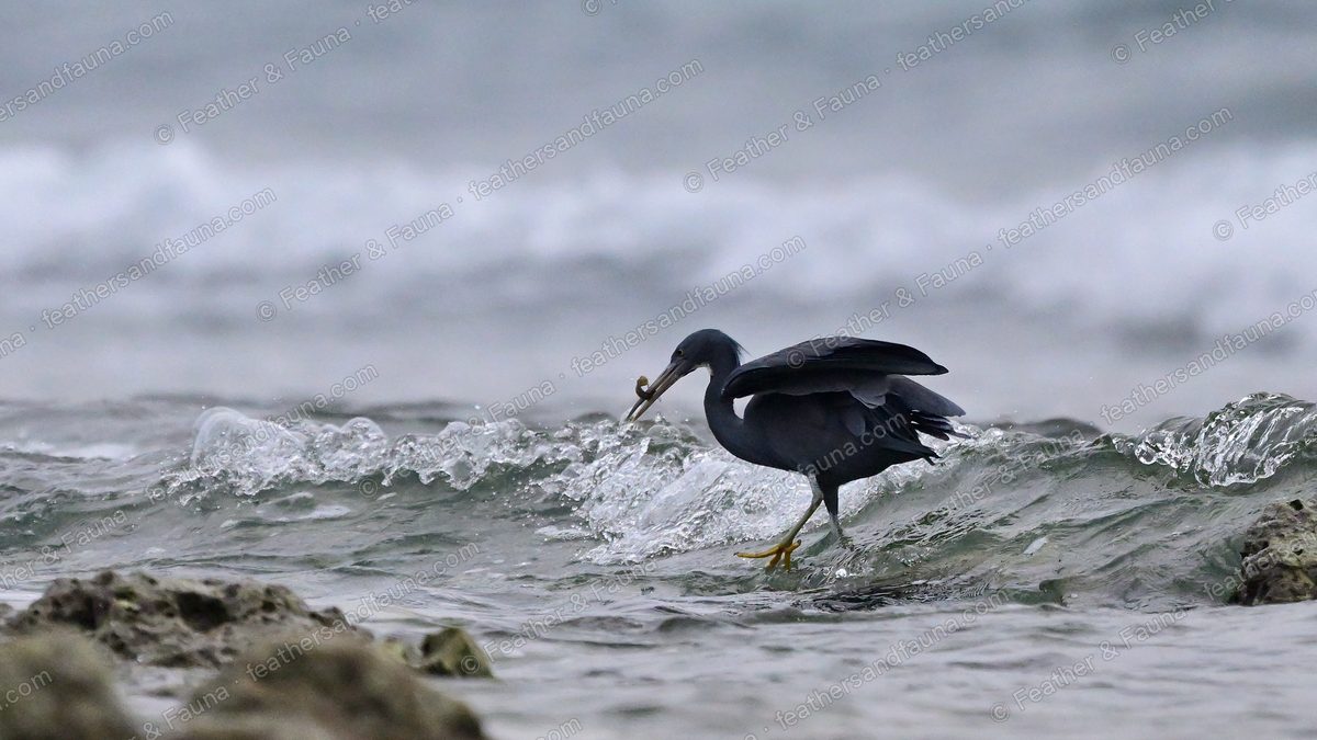 Dark grey Pacific Reef Heron with a crab in its bill wading in coastal surf.