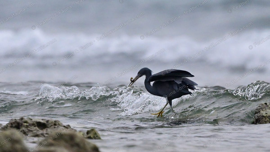 Dark grey Pacific Reef Heron with a crab in its bill wading in coastal surf.