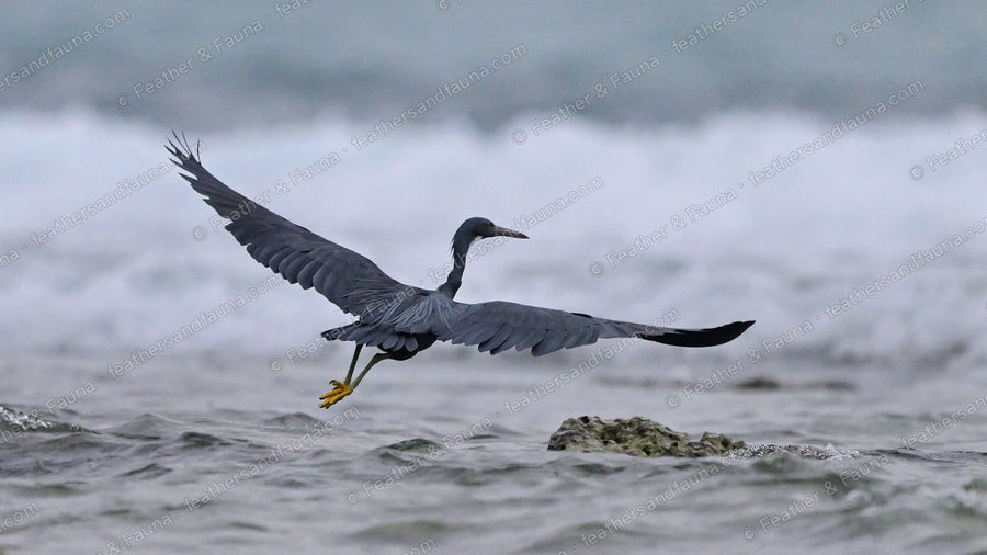 Dark grey Pacific Reef Heron landing on a rock in the surf with wings spread.