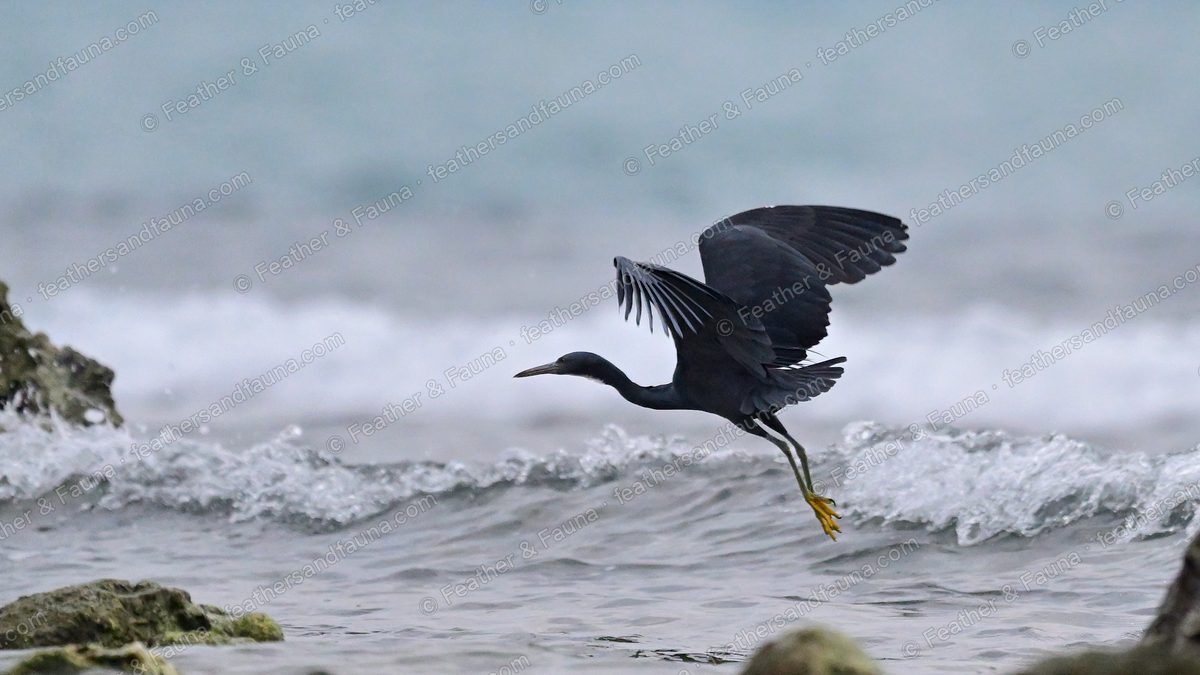 Dark grey Pacific Reef Heron flying low over surf with wings spread.