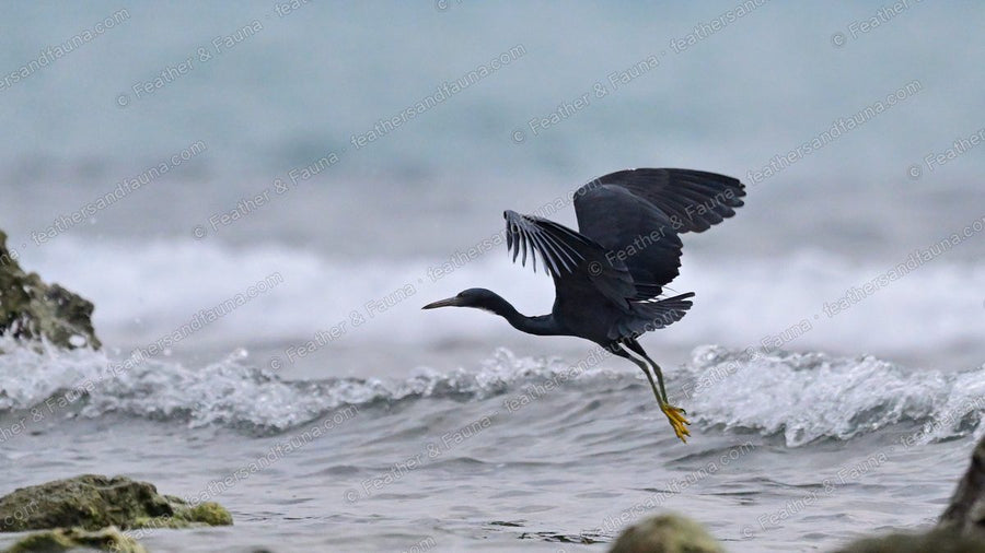 Dark grey Pacific Reef Heron flying low over surf with wings spread.