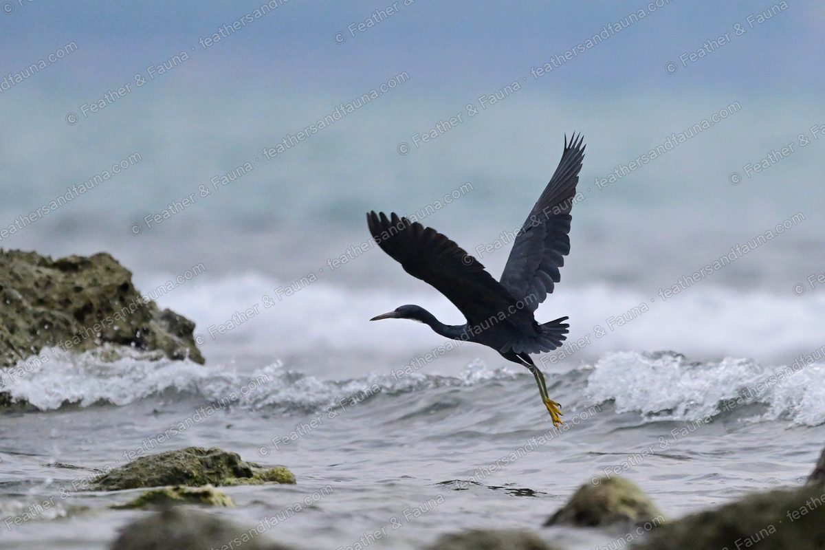 Dark grey Pacific Reef Heron banking in flight over rocky surf.