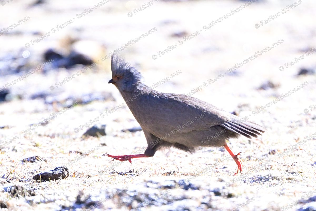 Grey crested partridge running across frost-covered stony ground on red legs.