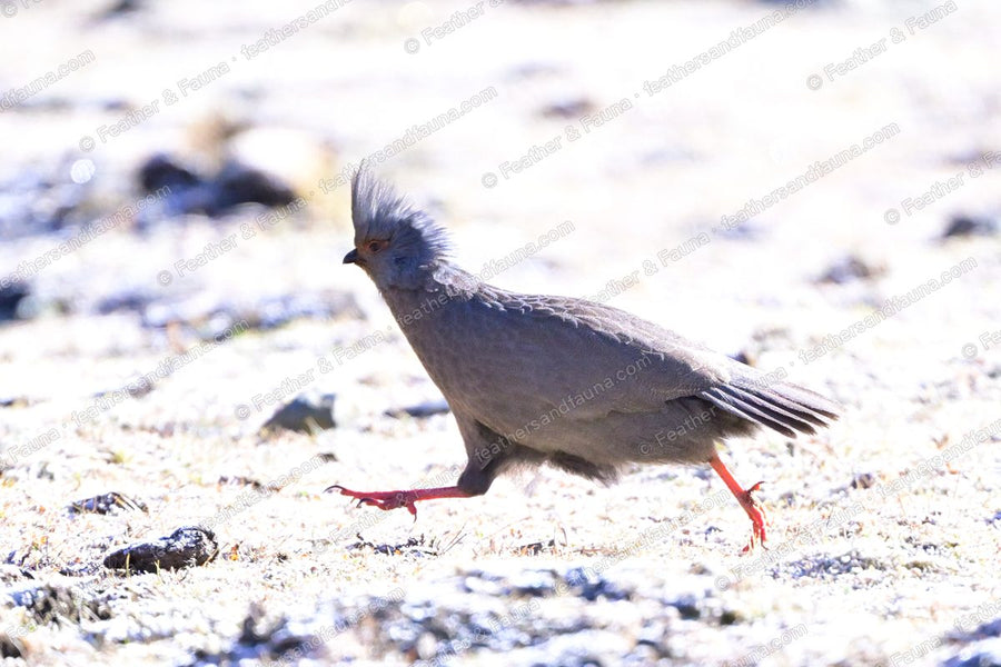 Grey crested partridge running across frost-covered stony ground on red legs.