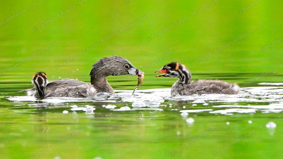 Pied-billed Grebe passing a fish to a striped chick on green water, second chick alongside.