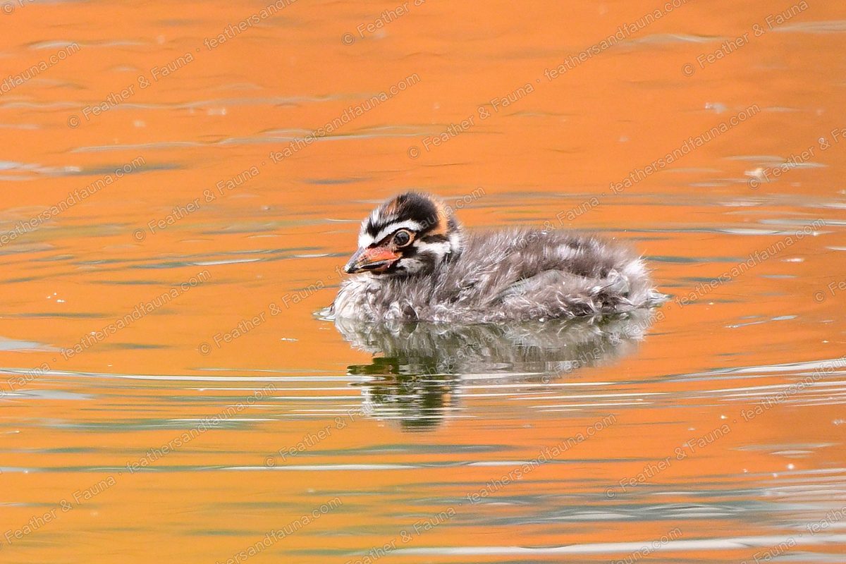 Downy Pied-billed Grebe chick with a striped head swimming on orange-lit water.