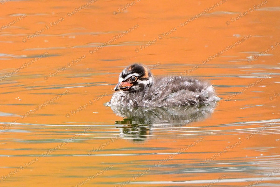 Downy Pied-billed Grebe chick with a striped head swimming on orange-lit water.