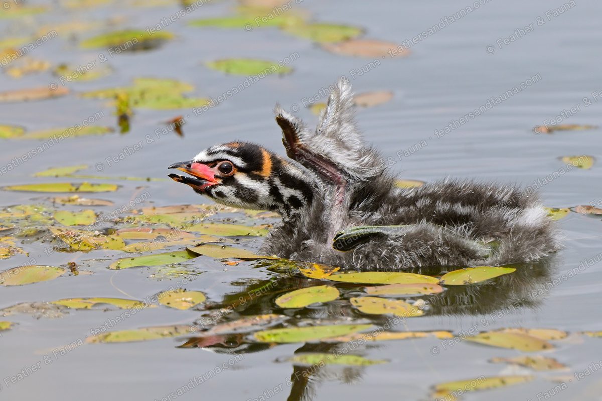 Downy Pied-billed Grebe chick raising a wing stub among lily pads.