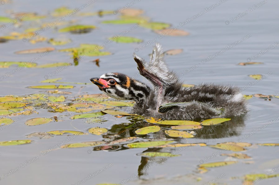 Downy Pied-billed Grebe chick stretching a stubby wing among lily pads.