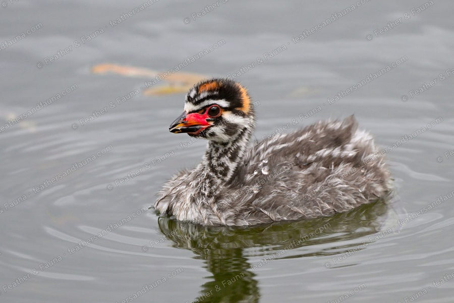 Downy Pied-billed Grebe chick with a striped head swimming on grey water.