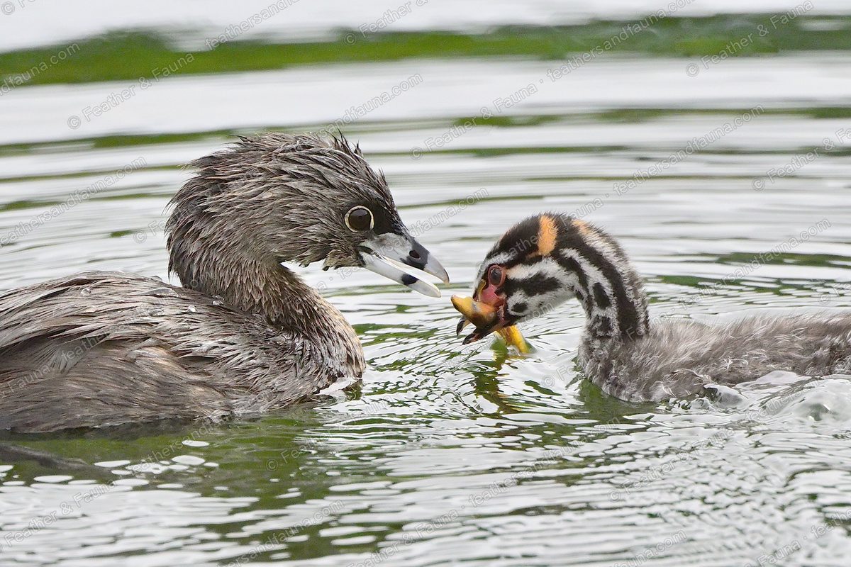 Pied-billed Grebe passing food to its striped chick, close-up on green water.