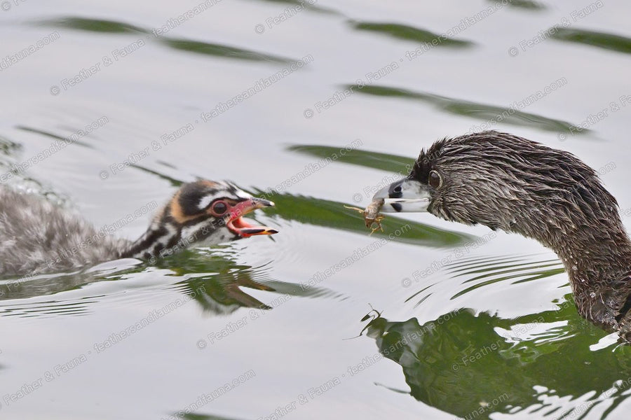 Pied-billed Grebe offering a crayfish to its striped chick on green water.