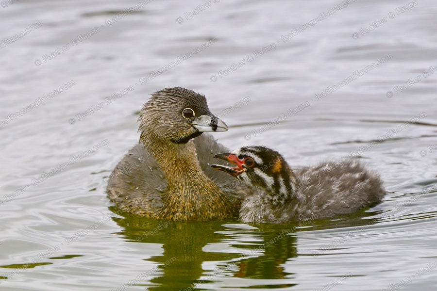 Pied-billed Grebe with a begging striped chick swimming alongside on green water.
