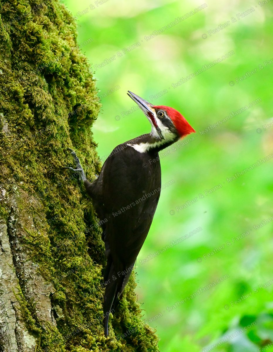 Female Pileated Woodpecker with a red crest clinging to a mossy tree trunk.