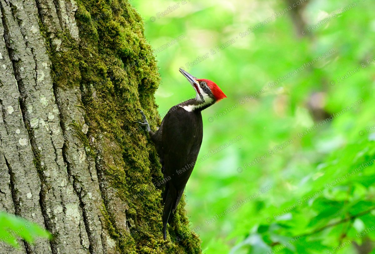 Female Pileated Woodpecker climbing a moss-covered tree trunk.