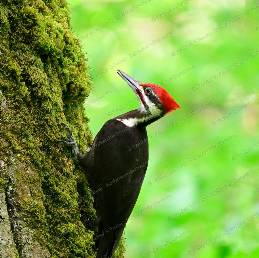 Female Pileated Woodpecker on a mossy trunk, face turned upward, red crest.