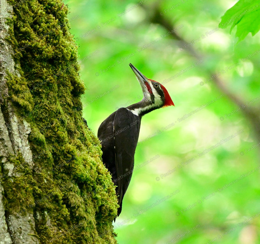 Female Pileated Woodpecker on a mossy trunk with its bill open toward the light.