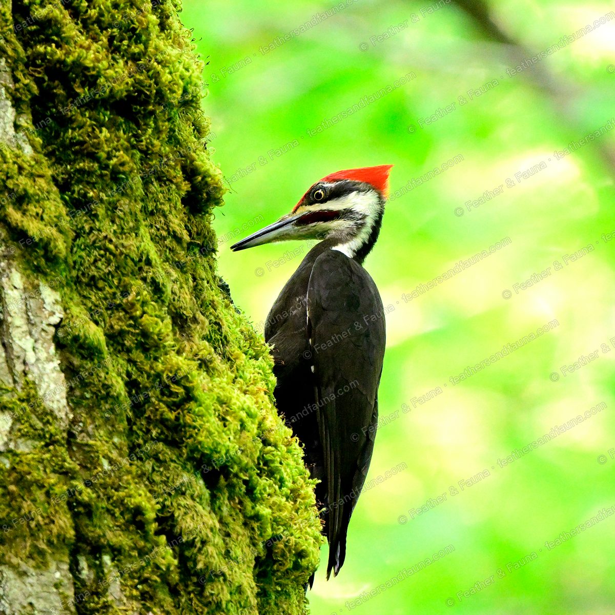 Female Pileated Woodpecker clinging to a mossy trunk, red crest and striped face.