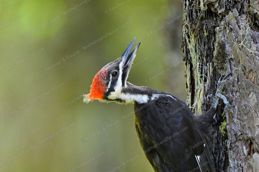 Female Pileated Woodpecker with a red crest on a mossy pine trunk.