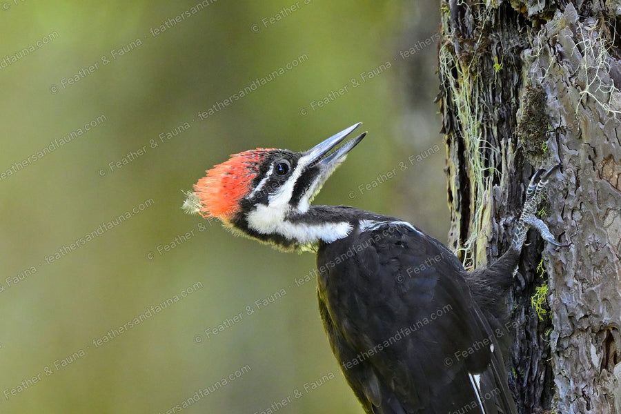 Female Pileated Woodpecker with its bill open on a mossy pine trunk, red crest raised.