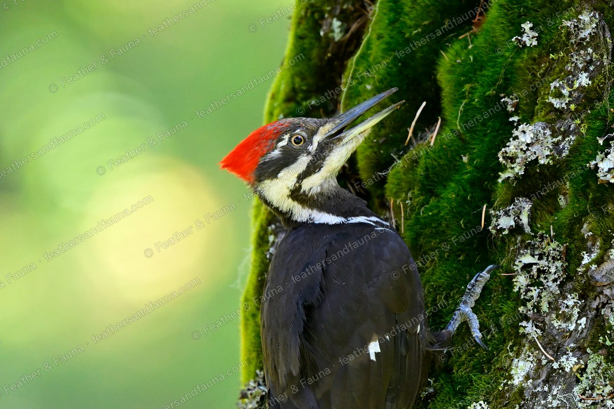 Female Pileated Woodpecker with bill raised on a mossy trunk, red crest against green.