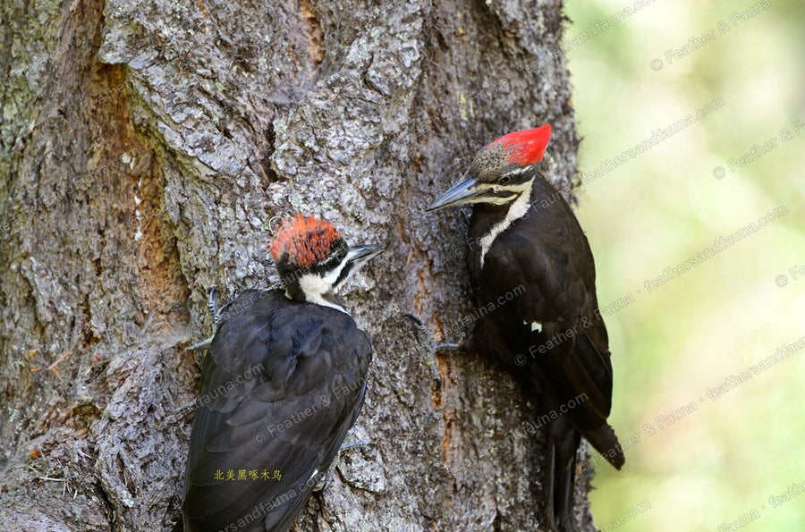 A pair of Pileated Woodpeckers on a pine trunk, male and female with red crests.