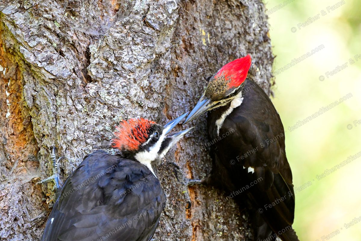Adult Pileated Woodpecker feeding a fledgling on a mossy pine trunk.