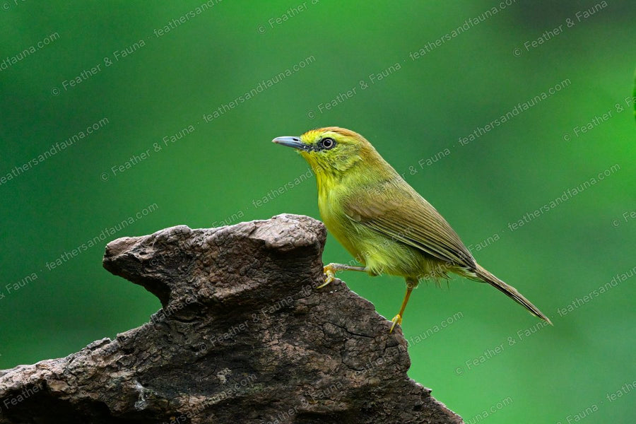 Pin-striped Tit-Babbler, yellow-green with a finely streaked breast, on a weathered stump.