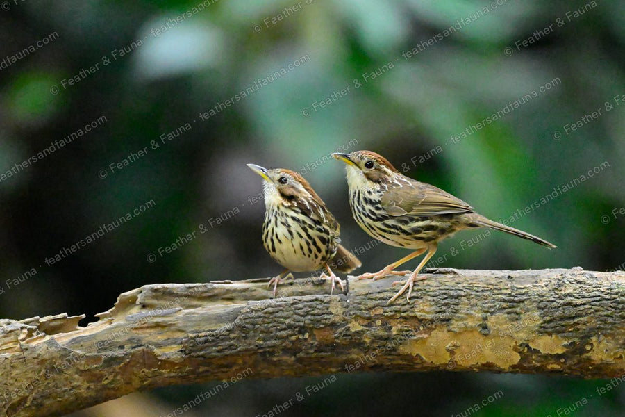 Two Puff-throated Babblers with streaked breasts and rufous caps on a fallen log.