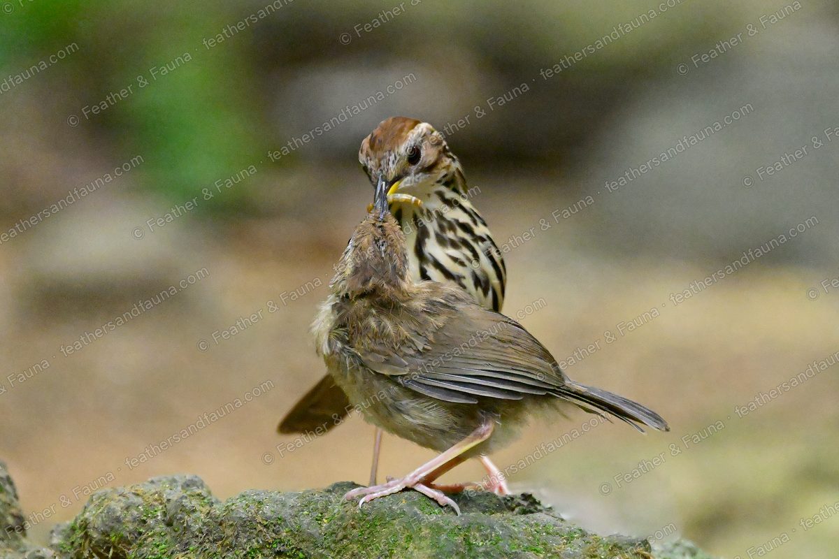 Puff-throated Babbler on a mossy rock holding food, streaked breast and rufous cap.