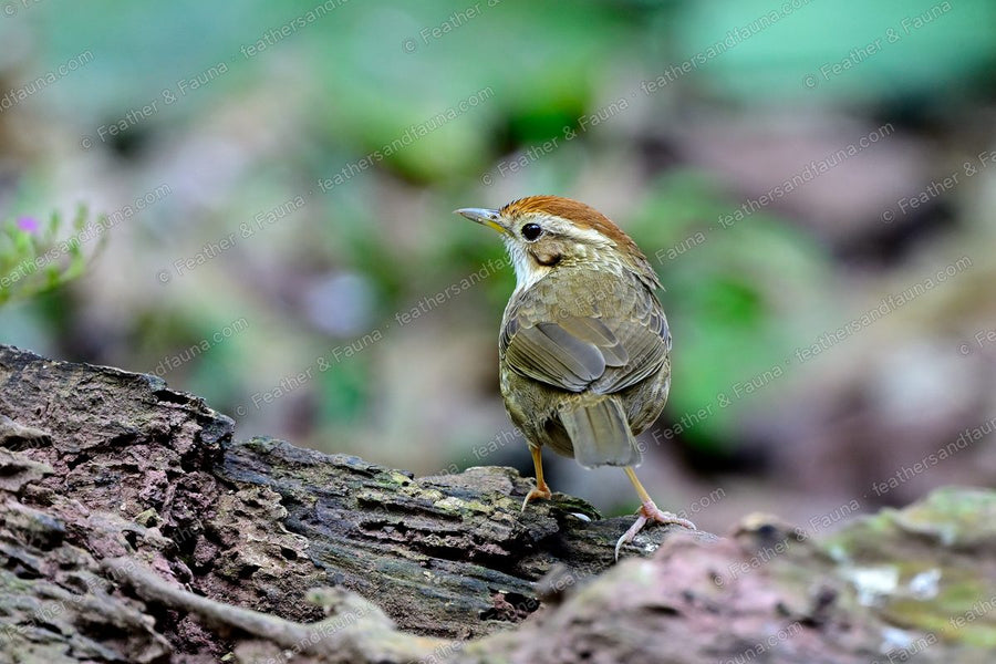 Puff-throated Babbler looking back over its shoulder on a fallen log.