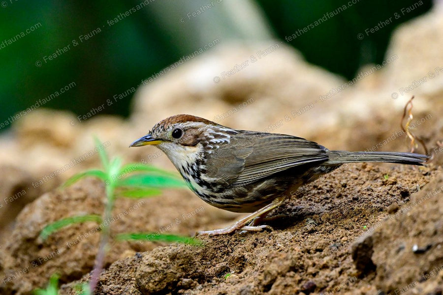 Puff-throated Babbler with a streaked breast and rufous cap on bare ground.