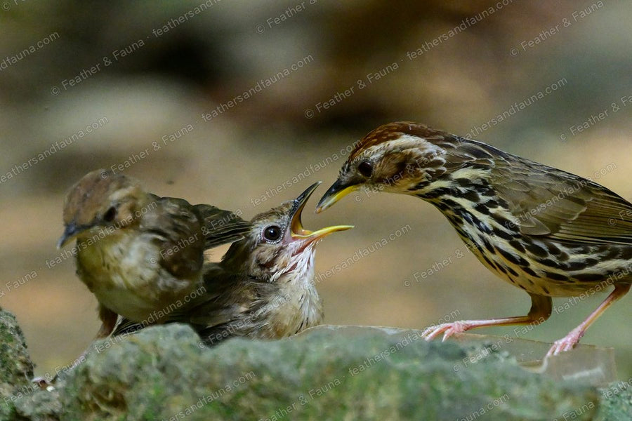 Puff-throated Babbler feeding a begging fledgling on a mossy rock, another adult nearby.