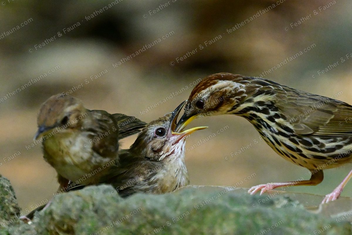Puff-throated Babbler feeding a begging fledgling on a mossy rock.