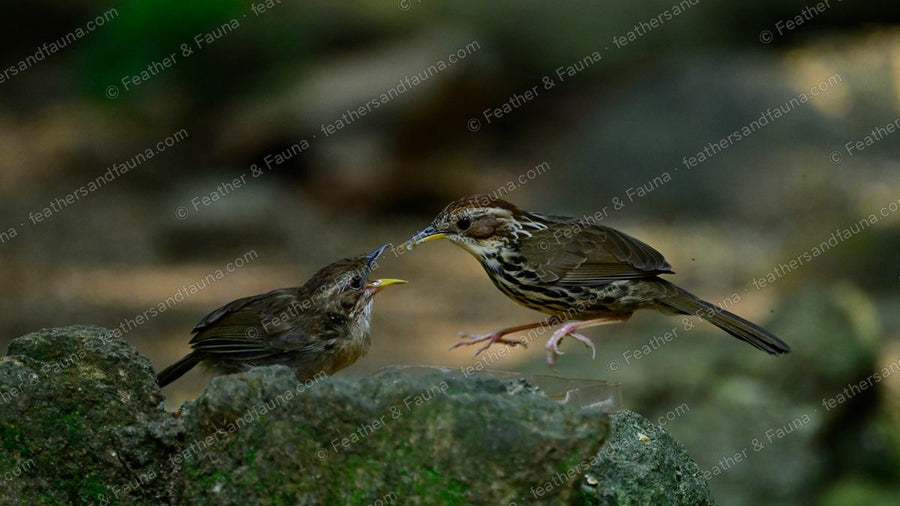 Puff-throated Babbler feeding a begging fledgling across a rock.