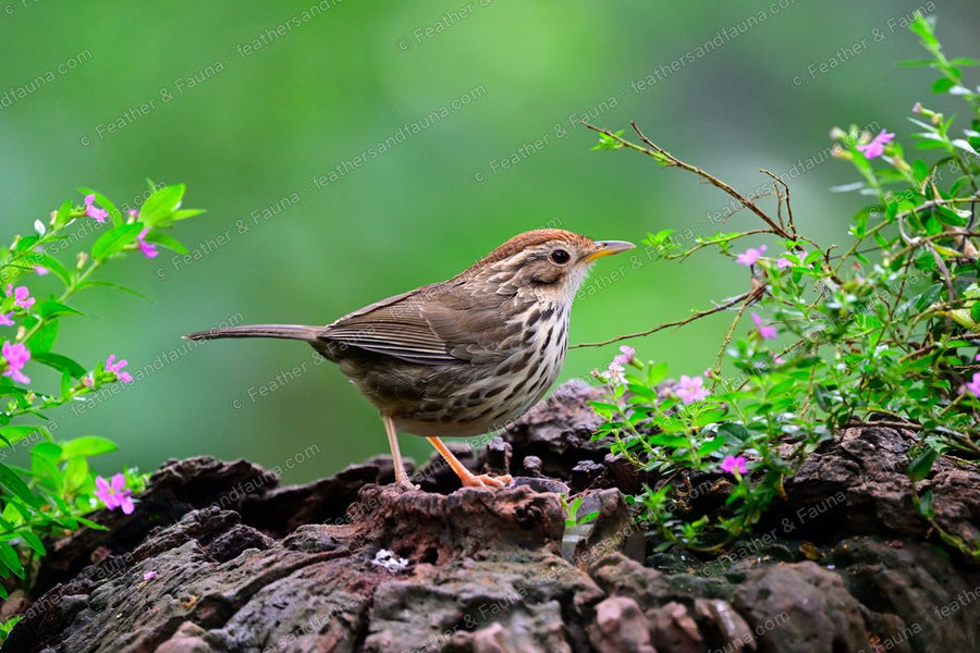 Puff-throated Babbler with a streaked breast on a mossy rock among pink flowers.
