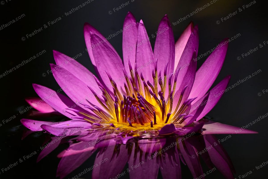 Magenta water lily on still dark water with a clear reflection.
