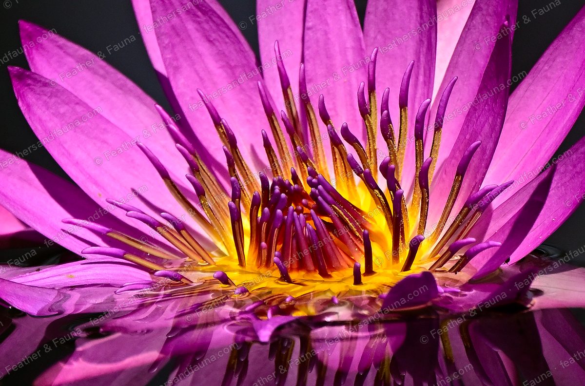 Close-up of a magenta water lily with purple stamens and an orange centre.